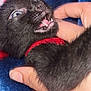 Babyxpluto is registered to the contest to win money with this photo: kitten, black_cat, teeth, paw, hand, fingers, blanket, close_up, playful, fur, cute, pet, animal, indoor, nibble, cozy, soft, young, curious, feline