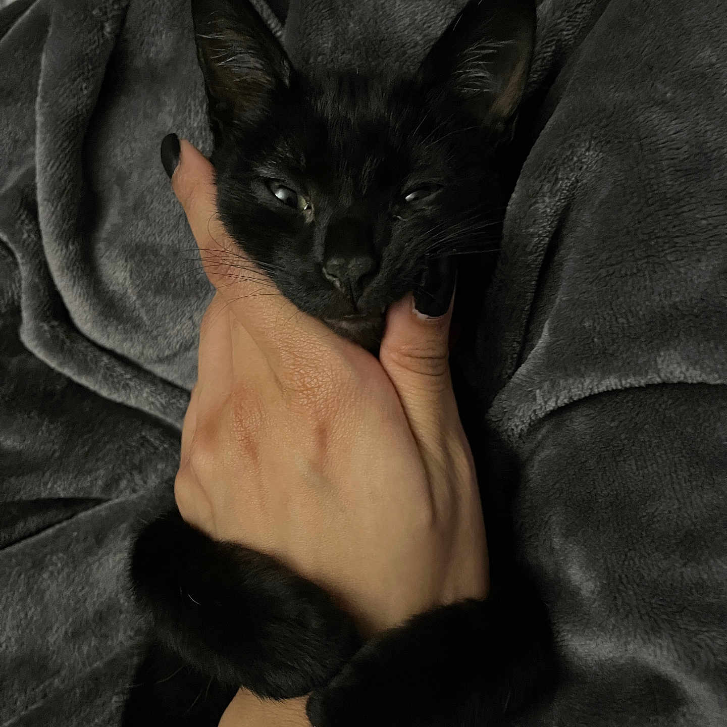 Babyxpluto is registered to the contest to win money with this photo: animal, black_cat, blanket, claw, closeup, comfort, cozy, cute, dark, fur, hand, indoor, kitten, nail_polish, paw, pet, resting, snuggling, soft_texture, warm