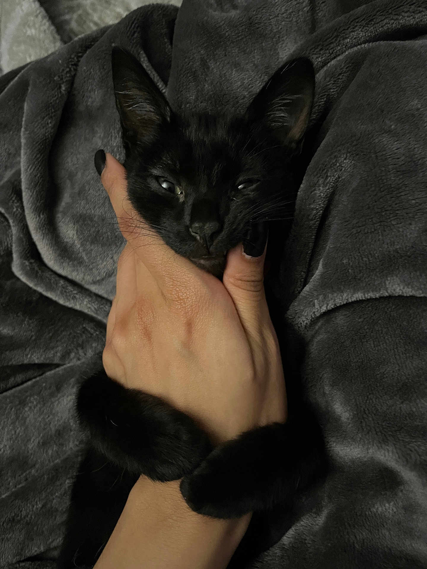 Babyxpluto is registered to the contest to win money with this photo: black_cat, kitten, hand, paw, blanket, fur, pet, animal, cozy, snuggling, claw, nail_polish, dark, soft_texture, resting, cute, closeup, indoor, warm, comfort
