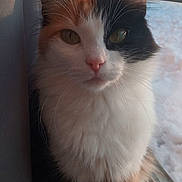 Vee is registered to the contest to win money with this photo: animal, calico_cat, calm, cat, closeup, cute, daylight, ears, face, feline, fur, indoor, natural_light, nose, pet, portrait, sitting, snow, whiskers, window