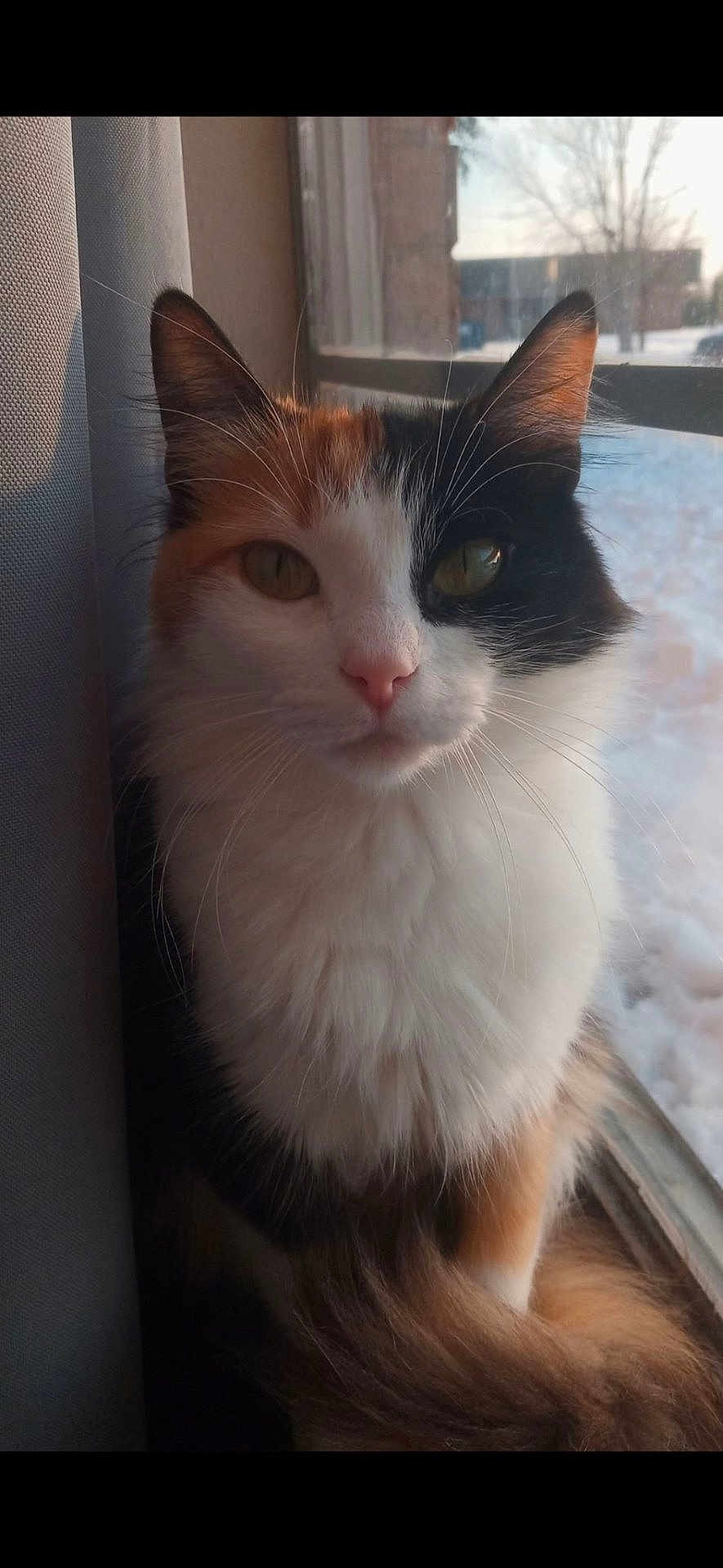 Vee