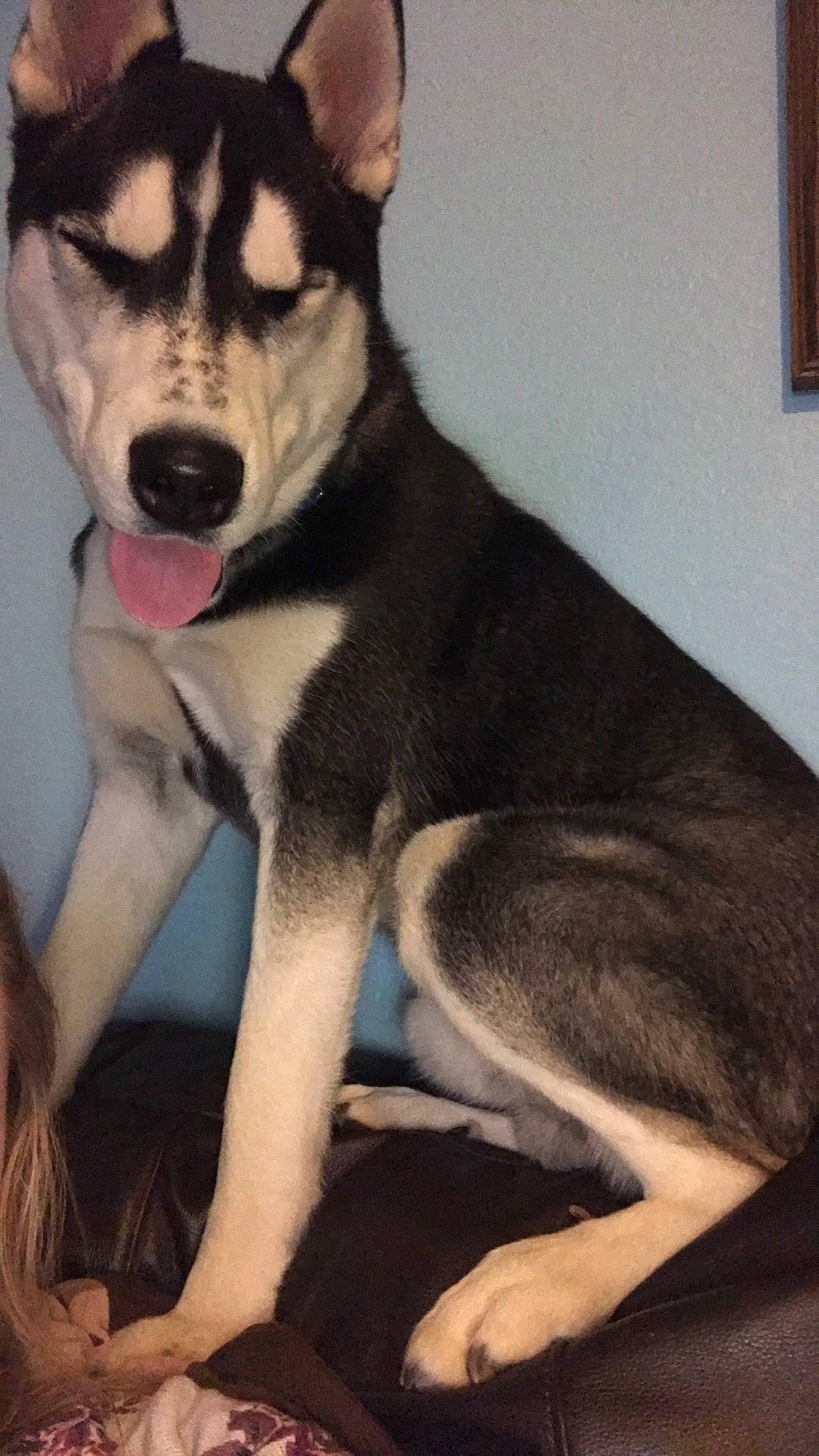 Cayde joined the competition — help win amazing prizes! alaskan_malamute, canadian_eskimo_dog, canidae, carnivore, dog, dog_breed, east_siberian_laika, jamthund, labrador_husky, mammal, miniature_siberian_husky, northern_inuit_dog, sakhalin_husky, seppala_siberian_sleddog, siberian_husky, sled_dog, snout, tamaskan_dog, vertebrate, wolfdog