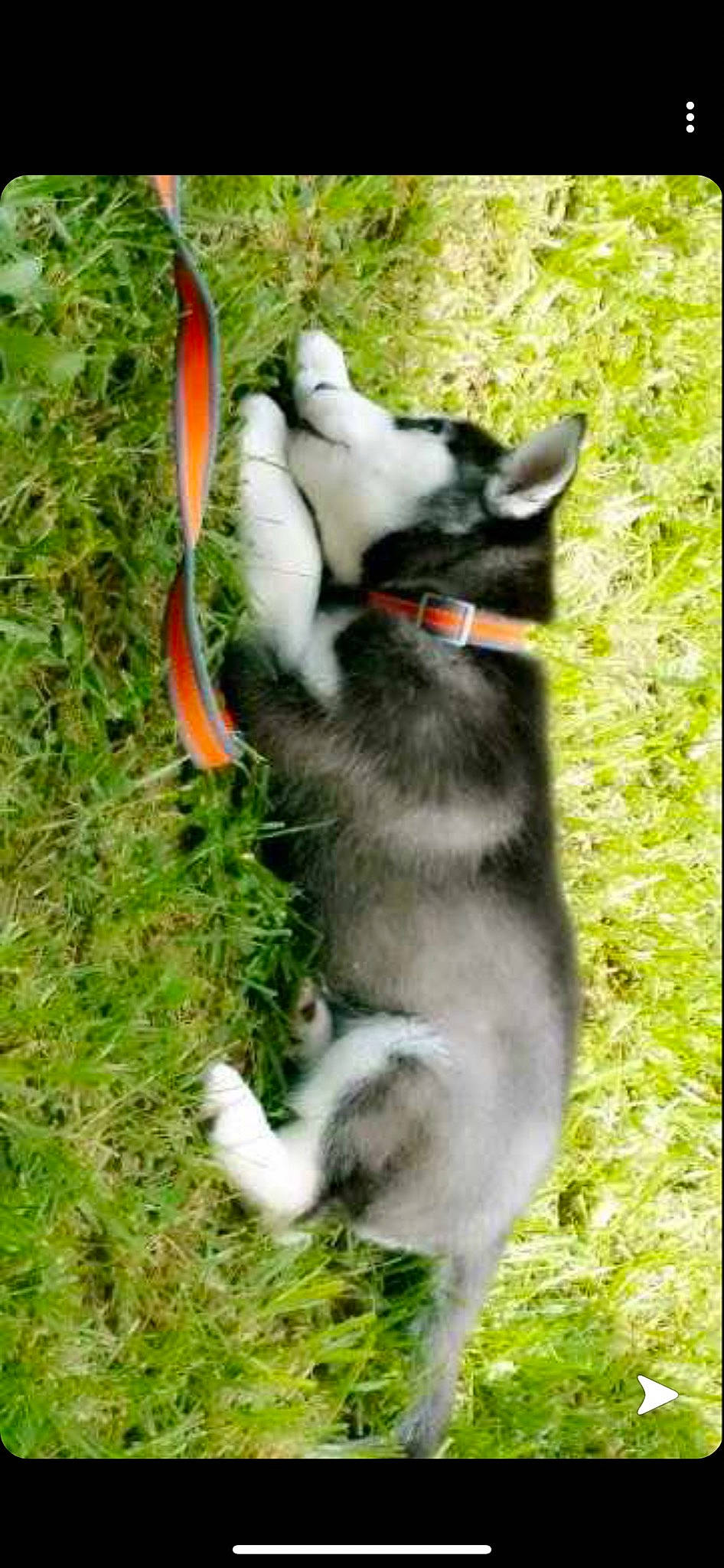 Cayde is registered to the contest to win money with this photo: alaskan_klee_kai, alaskan_malamute, black_norwegian_elkhound, canidae, carnivore, dog, dog_breed, east_siberian_laika, jamthund, mammal, native_american_indian_dog, northern_inuit_dog, norwegian_elkhound, puppy, siberian_husky, tail, tamaskan_dog, vertebrate, west_siberian_laika, wolfdog