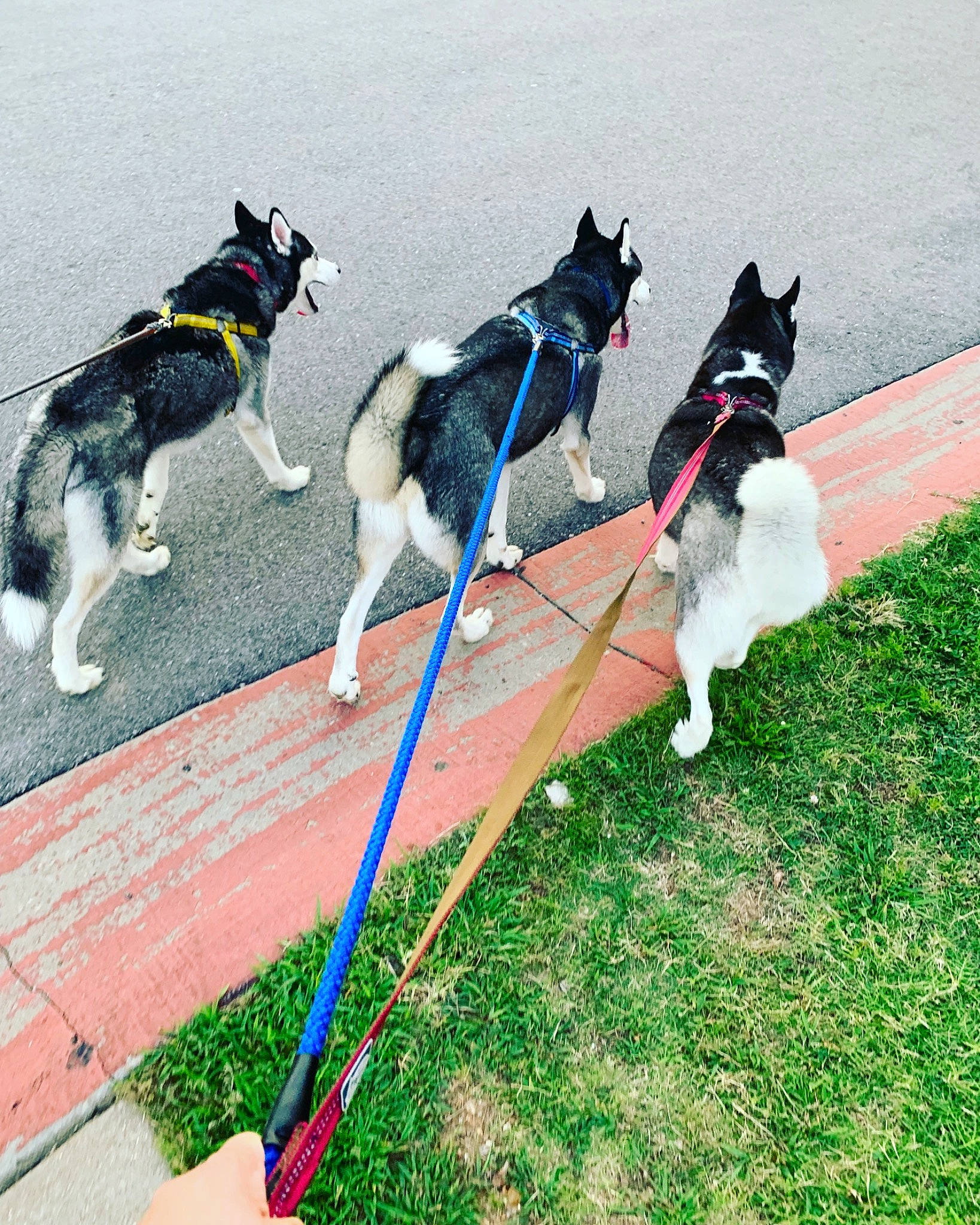 Cayde is registered to the contest to win money with this photo: canidae, carnivore, dog, dog_breed, lapponian_herder, leash, mammal, northern_inuit_dog, recreation, siberian_husky, sled_dog, sporting_group, tail, vehicle, working_dog