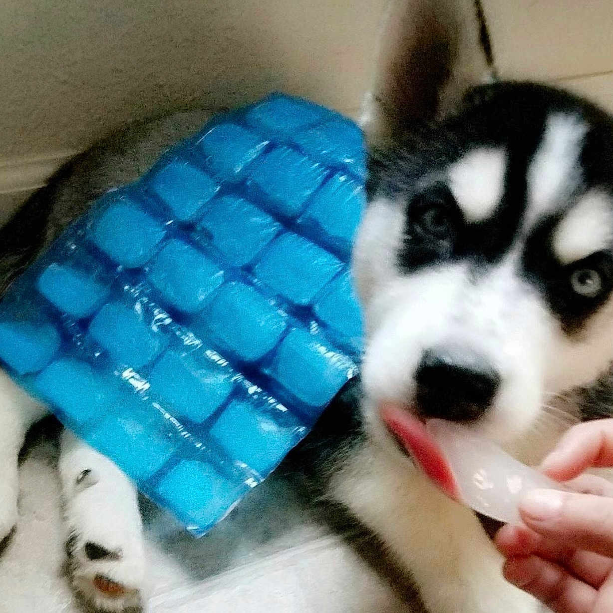 Cayde is registered to the contest to win money with this photo: alaskan_klee_kai, alaskan_malamute, canadian_eskimo_dog, canidae, carnivore, dog, dog_breed, eye, labrador_husky, mammal, miniature_siberian_husky, nose, rare_breed_dog, sakhalin_husky, seppala_siberian_sleddog, siberian_husky, sled_dog, snout, vertebrate, wolfdog