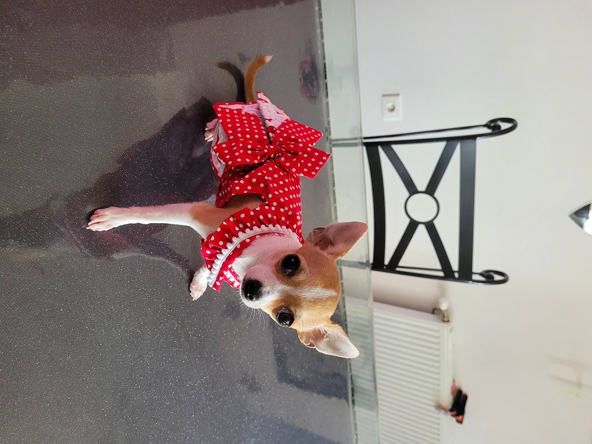 Finette a rejoint le concours — aidez-le/la à gagner de superbes lots ! canidae, carnivore, companion_dog, costume_hat, dog, dog_breed, dog_supply, fawn, felidae, pattern, plaid, small_to_medium_sized_cats, sporting_group, stuffed_toy, table, tartan, toy, toy_dog, whiskers, working_animal