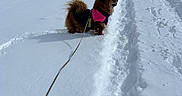 Cindy a rejoint le concours — aidez-le/la à gagner de superbes lots ! dog, snow, leash, jacket, winter, outdoor, hill, footprints, tire_tracks, clouds, sky, wooden_cabins, nature, cold, animal, fluffy, walking, rural, daytime, scenic