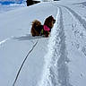 animal, clouds, cold, daytime, dog, fluffy, footprints, hill, jacket, leash, nature, outdoor, rural, scenic, sky, snow, tire_tracks, walking, winter, wooden_cabins
