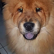 Cindy participe au concours pour gagner de l'argent avec cette photo : dog, chow_chow, fluffy, indoor, pet, animal, canine, portrait, mammal, fur, tongue_out, looking_at_camera, floor, tile, cute, companion, friendly, domestic, standing, face