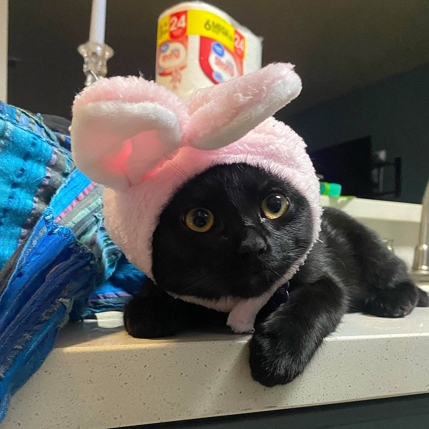 Wybie is registered to the contest to win money with this photo: beanie, blue, cap, domestic_rabbit, ear, event, felidae, fur, hat, plush, rabbit, rabbits_and_hares, small_to_medium_sized_cats, snout, stuffed_toy, tail, thread, toy, whiskers, wool