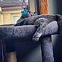 Lola joined the competition — help win amazing prizes! cat, gray_cat, cat_tree, window, indoor, pet, feline, animal, relaxing, toy, blue_toy, butterfly_toy, paw, fur, house, sunlight, wooden_frame, scratching_post, cozy, resting