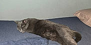 Lola is registered to the contest to win money with this photo: cat, gray_cat, sleeping, bed, blue_bedspread, shirt, crumpled_clothing, pillow, indoor, resting, pet, feline, fur, animal, cozy, relaxed, side_view, quiet, domestic, peaceful