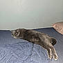 cat, gray_cat, sleeping, bed, blue_bedspread, shirt, crumpled_clothing, pillow, indoor, resting, pet, feline, fur, animal, cozy, relaxed, side_view, quiet, domestic, peaceful