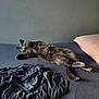 Lola is registered to the contest to win money with this photo: cat, bed, blanket, blue_sheet, pillow, gray_cat, sleeping, indoor, furniture, cozy, resting, fur, tail, relaxed, pet, domestic_animal, quiet, wall, soft_light, comfortable