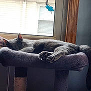 Lola is registered to the contest to win money with this photo: cat, sleeping, cat_tree, window, indoor, gray_cat, plush, paw, resting, sunlight, feline, cozy, hanging_decoration, butterfly, quiet, relaxation, pet, animal, home, furniture