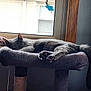 cat, sleeping, cat_tree, window, indoor, gray_cat, plush, paw, resting, sunlight, feline, cozy, hanging_decoration, butterfly, quiet, relaxation, pet, animal, home, furniture