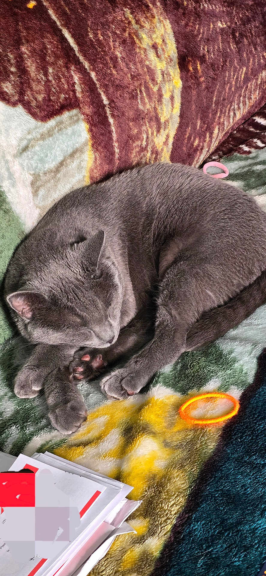 Lola is registered to the contest to win money with this photo: cat, gray_cat, sleeping, curled_up, blanket, patterned_blanket, fur, paw, indoor, cozy, domestic_cat, pet, resting, pink_hair_tie, orange_hair_tie, papers, soft_texture, relaxation, animal, quiet