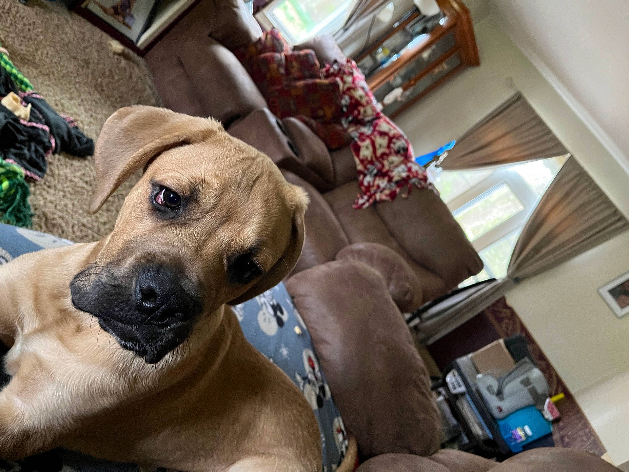 Goose is registered to the contest to win money with this photo: canidae, carnivore, collar, comfort, companion_dog, dog, dog_breed, dog_collar, fawn, fur, guard_dog, non_sporting_group, pet_supply, snout, sporting_group, whiskers, window, working_animal, working_dog