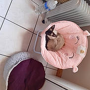 Isis a rejoint le concours — aidez-le/la à gagner de superbes lots ! carnivore, ceiling, comfort, companion_dog, felidae, floor, flooring, fur, hardwood, laminate_flooring, linens, magenta, pet_supply, purple, room, small_to_medium_sized_cats, tail, whiskers, wood, wood_flooring