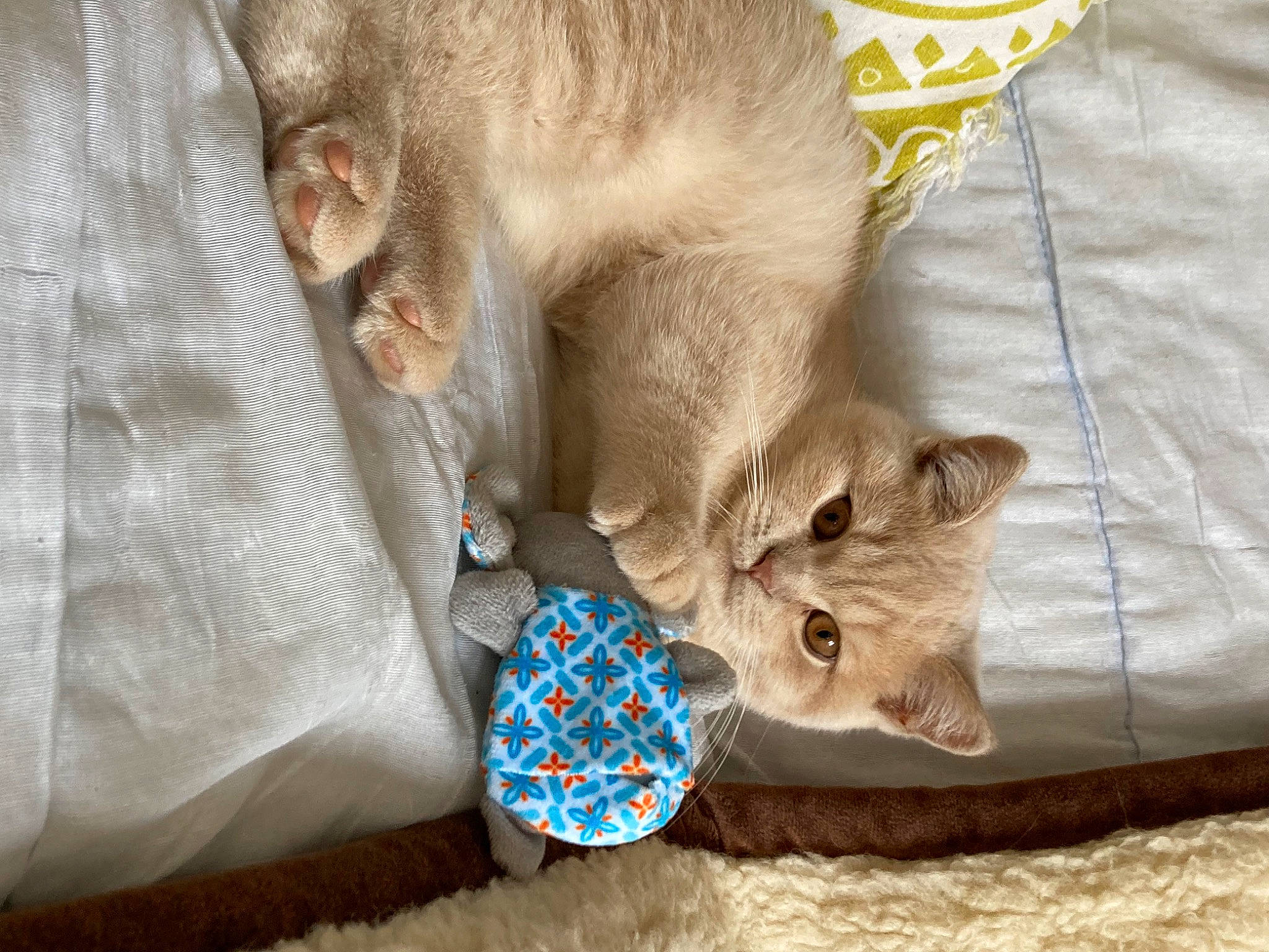 Arsene a rejoint le concours — aidez-le/la à gagner de superbes lots ! bow_tie, carnivore, cat, cat_supply, comfort, domestic_short_haired_cat, fashion_accessory, fawn, felidae, fur, linens, nap, pattern, paw, small_to_medium_sized_cats, snout, thai, whiskers