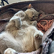 Gisele participe au concours pour gagner de l'argent avec cette photo : belly_up, blanket, cat, close_up, cozy, cream_colored, cute, ears, fluffy, furry, home, indoor, nap, paws, pet_bed, portrait, relaxed, resting, sleeping, whiskers