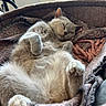 belly_up, blanket, cat, close_up, cozy, cream_colored, cute, ears, fluffy, furry, home, indoor, nap, paws, pet_bed, portrait, relaxed, resting, sleeping, whiskers