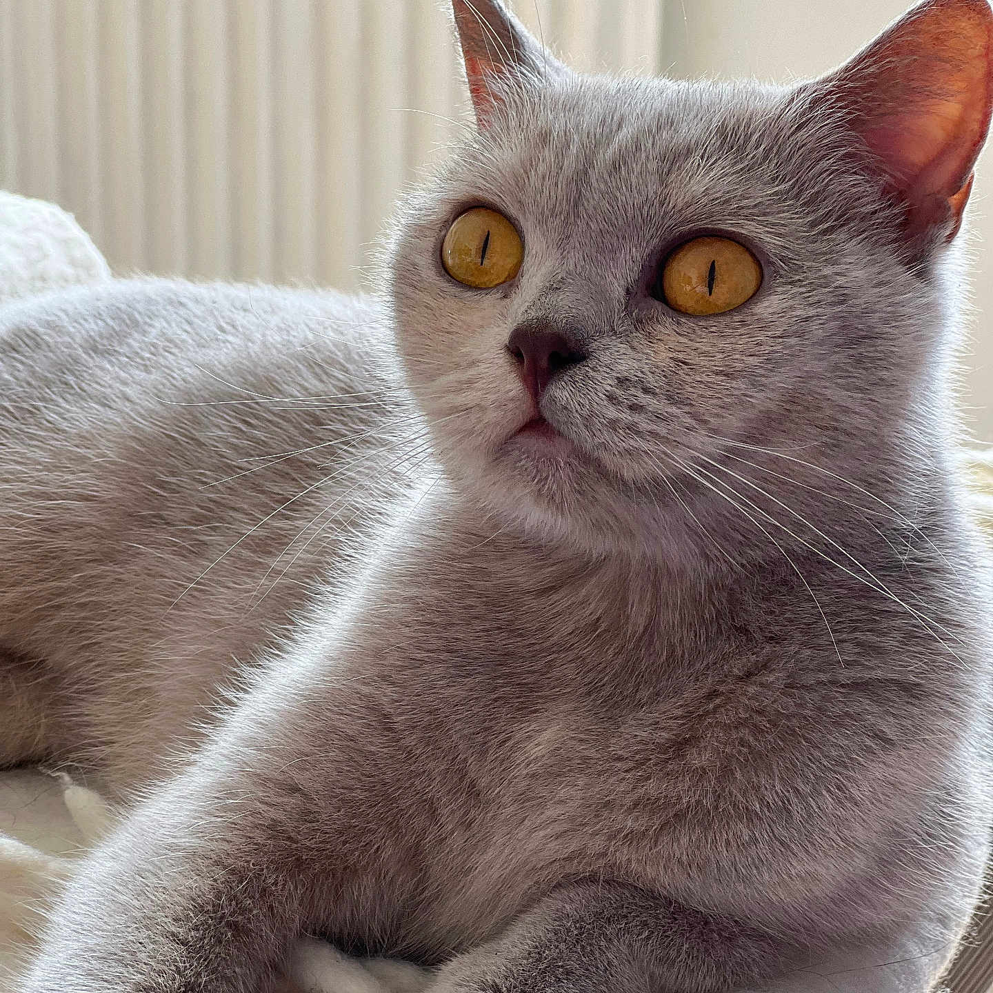 Gisele participe au concours pour gagner de l'argent avec cette photo : alert, animal_photography, bed, cat, close_up, cozy, domestic_cat, ears, feline, fur, golden_eyes, gray_cat, home, indoor, lounging, nose, pet, portrait, radiator, whiskers