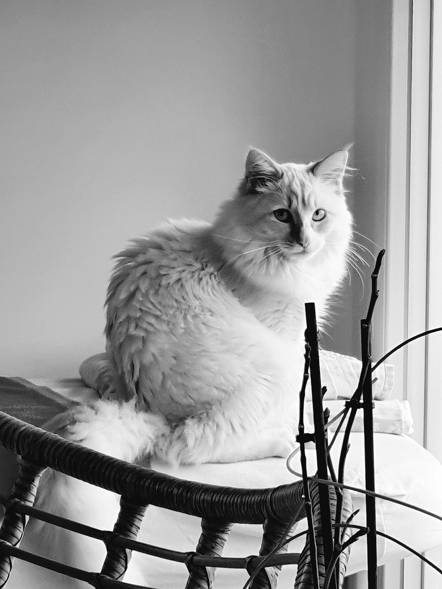 Snow participe au concours pour gagner de l'argent avec cette photo : black_and_white, carnivore, cat, felidae, fur, grey, metal, monochrome, monochrome_photography, plant, sitting, small_to_medium_sized_cats, still_life_photography, style, tail, whiskers