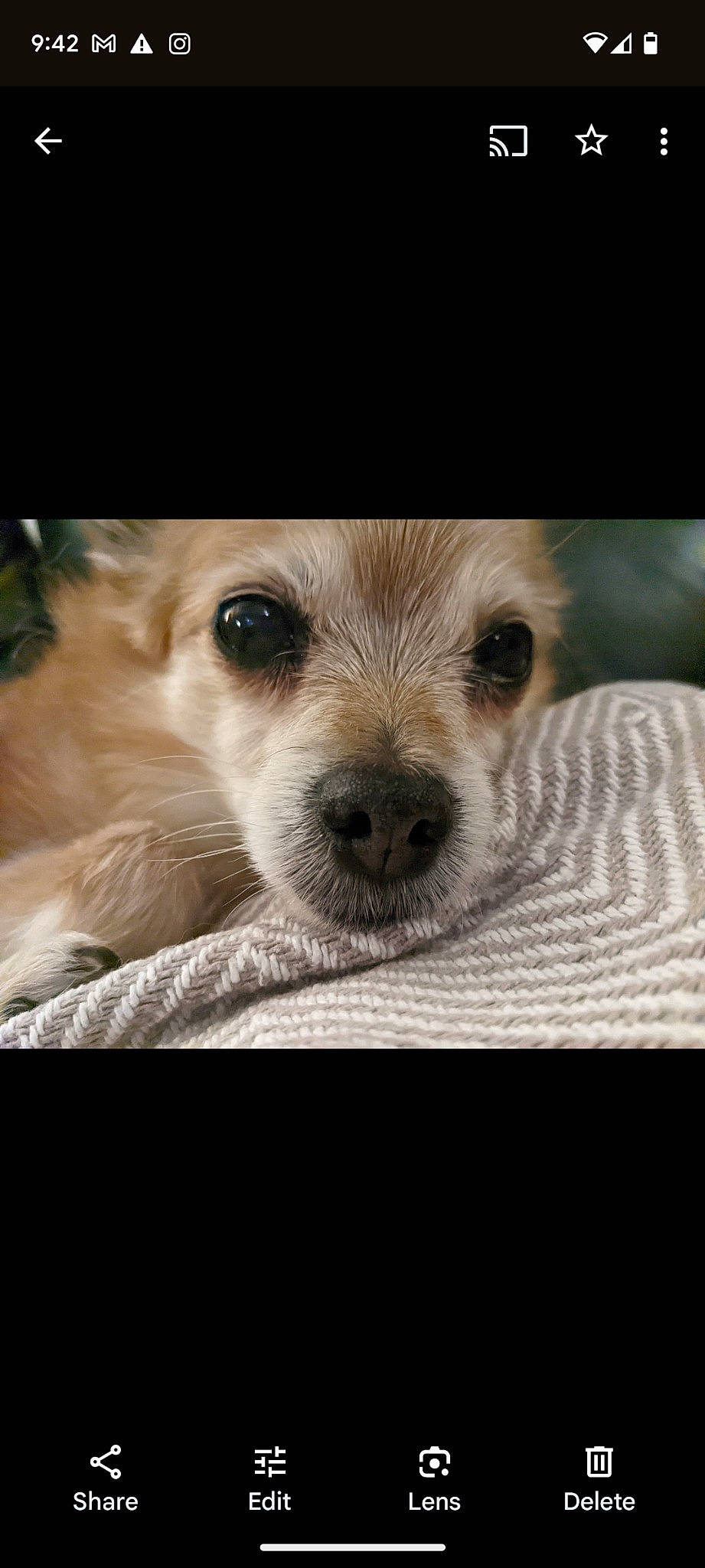 Sweetie joined the competition — help win amazing prizes! canidae, carnivore, clock, companion_dog, dog, dog_breed, ear, eyelash, fawn, fur, non_sporting_group, paw, photo_caption, puppy_love, selfie, sporting_group, terrestrial_animal, toy_dog, whiskers