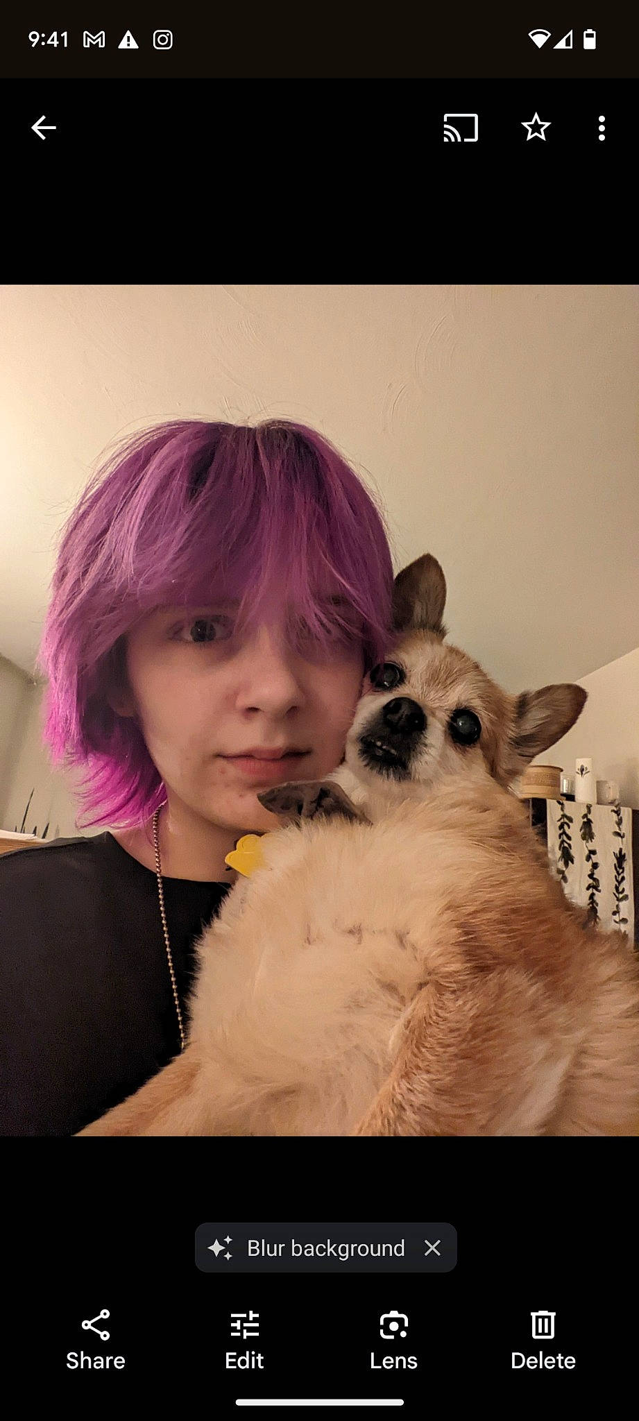 Sweetie joined the competition — help win amazing prizes! bangs, black_hair, carnivore, companion_dog, dog, dog_breed, ear, eyelash, eyewear, fawn, felidae, flash_photography, hair, happy, iris, long_hair, magenta, toy, toy_dog, whiskers