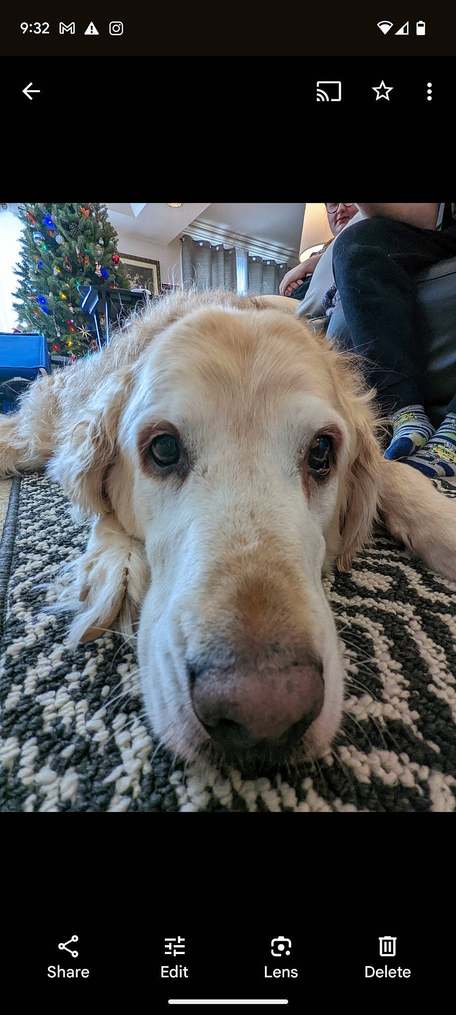 Kevin is registered to the contest to win money with this photo: canidae, carnivore, companion_dog, dog, dog_breed, fawn, fur, plant, retriever, selfie, snout, sporting_group, tree, whiskers, working_animal, wrinkle