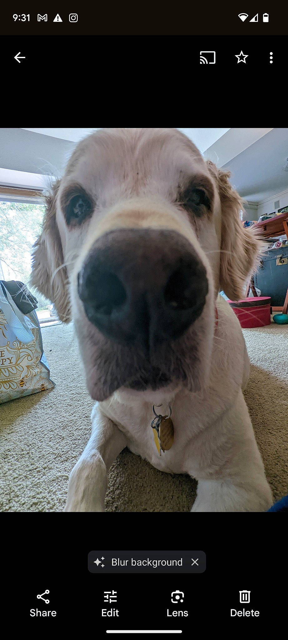 Kevin joined the competition — help win amazing prizes! canidae, carnivore, collar, companion_dog, dog, dog_breed, dog_collar, eye, fawn, fur, jaw, labrador_retriever, pet_supply, puppy, retriever, selfie, snout, sporting_group, whiskers, working_animal