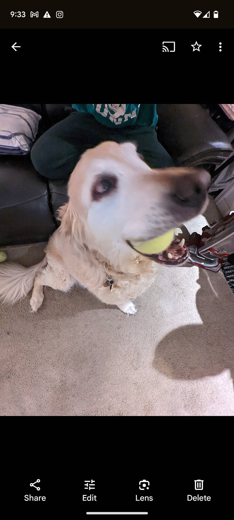 Kevin is registered to the contest to win money with this photo: carnivore, collar, companion_dog, dog, dog_breed, dog_collar, fawn, fur, leash, non_sporting_group, paw, sporting_group, whiskers, working_animal, working_dog