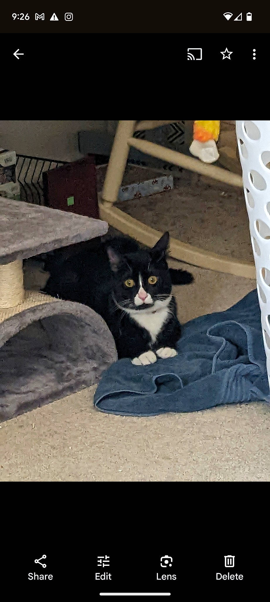 Einstein is registered to the contest to win money with this photo: asphalt, automotive_tire, automotive_wheel_system, box, carnivore, cat, comfort, domestic_short_haired_cat, felidae, flooring, fur, grey, paw, road_surface, sitting, small_to_medium_sized_cats, snout, tail, whiskers, wood