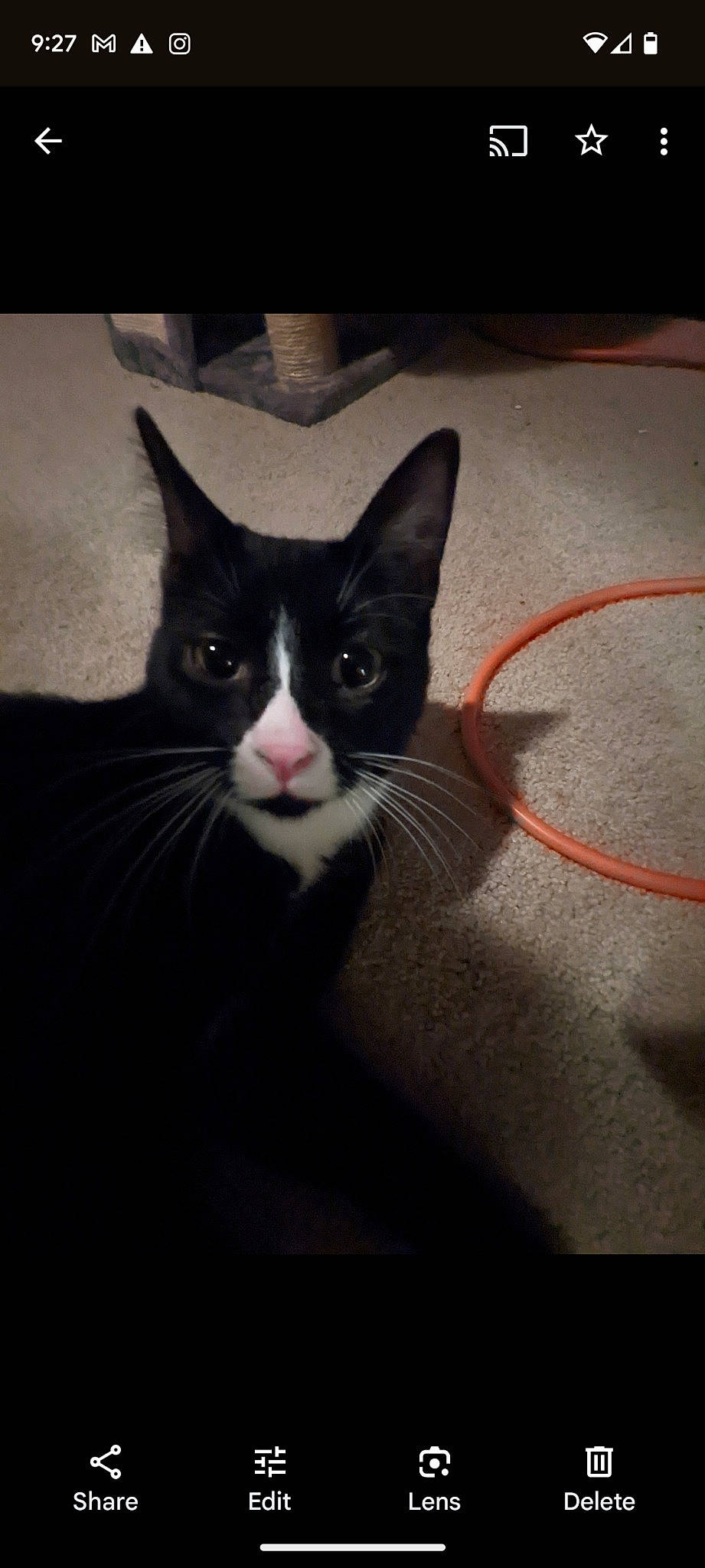 Einstein joined the competition — help win amazing prizes! audio_equipment, black_cat, box, carmine, carnivore, cat, darkness, domestic_short_haired_cat, felidae, flooring, fur, grey, paw, sitting, sky, small_to_medium_sized_cats, snout, tail, whiskers, window