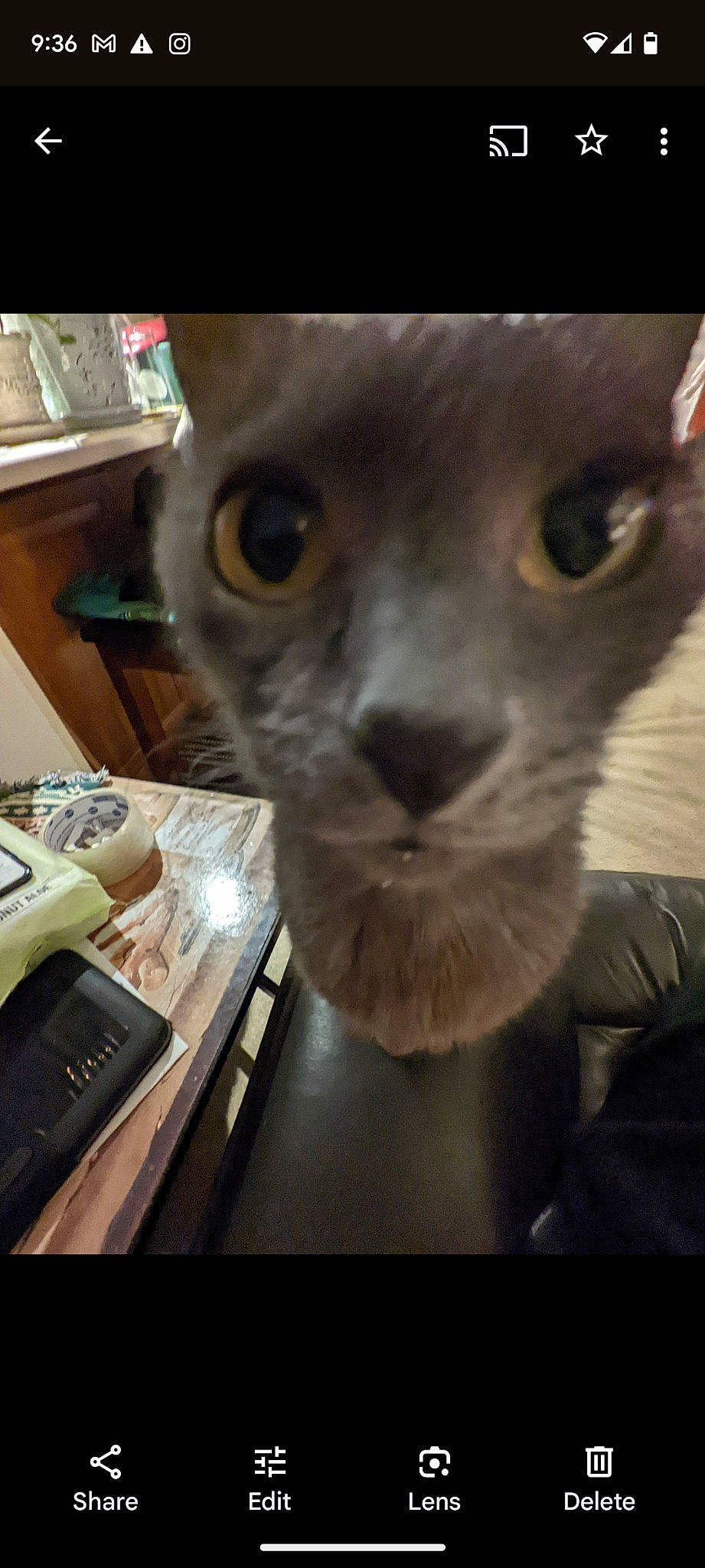 Divot is registered to the contest to win money with this photo: box, carnivore, cat, domestic_short_haired_cat, ear, fawn, felidae, fur, iris, office_supplies, photo_caption, russian_blue, small_to_medium_sized_cats, snout, whiskers