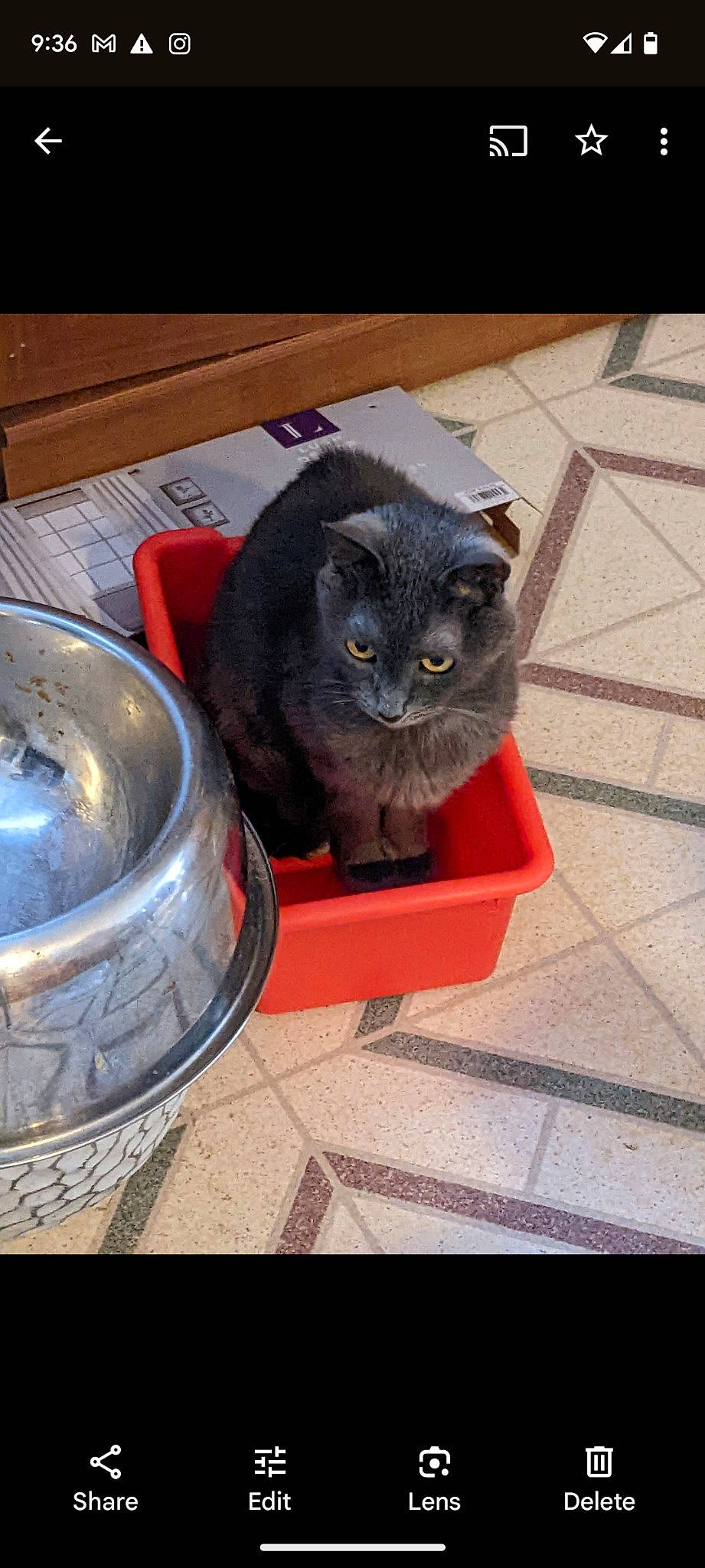 Divot is registered to the contest to win money with this photo: automotive_tire, black_cat, bombay, box, carnivore, cat, cat_supply, dishware, domestic_short_haired_cat, felidae, fur, grey, plant, rectangle, serveware, small_to_medium_sized_cats, snout, tableware, tail, whiskers