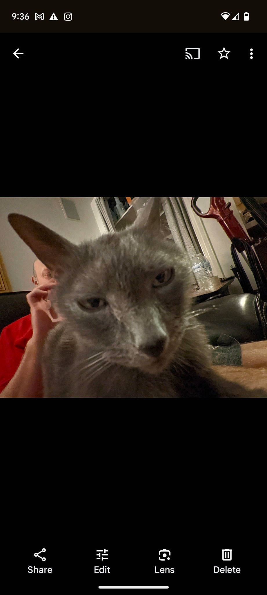 Divot is registered to the contest to win money with this photo: automotive_lighting, carnivore, cat, comfort, domestic_short_haired_cat, ear, felidae, fur, paw, photo_caption, small_to_medium_sized_cats, snout, whiskers, window, windshield