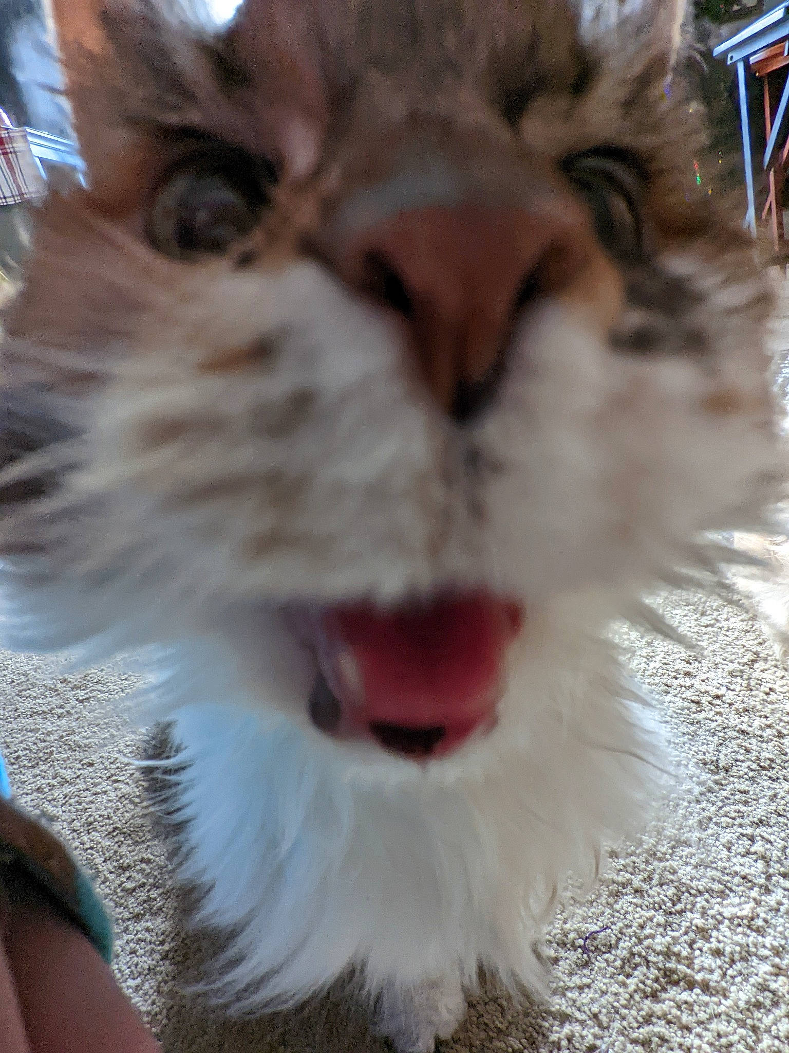 Kitty is registered to the contest to win money with this photo: beauty, carnivore, cat, close_up, eye, fang, felidae, fur, happy, head, iris, jaw, roar, small_to_medium_sized_cats, snapshot, snout, terrestrial_animal, tooth, whiskers, yawn