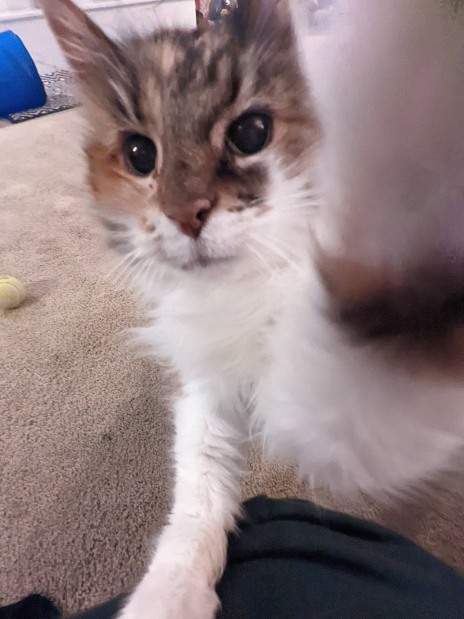 Kitty joined the competition — help win amazing prizes! carnivore, cat, claw, domestic_short_haired_cat, felidae, fur, paw, small_to_medium_sized_cats, snout, tail, tent, terrestrial_animal, whiskers, window