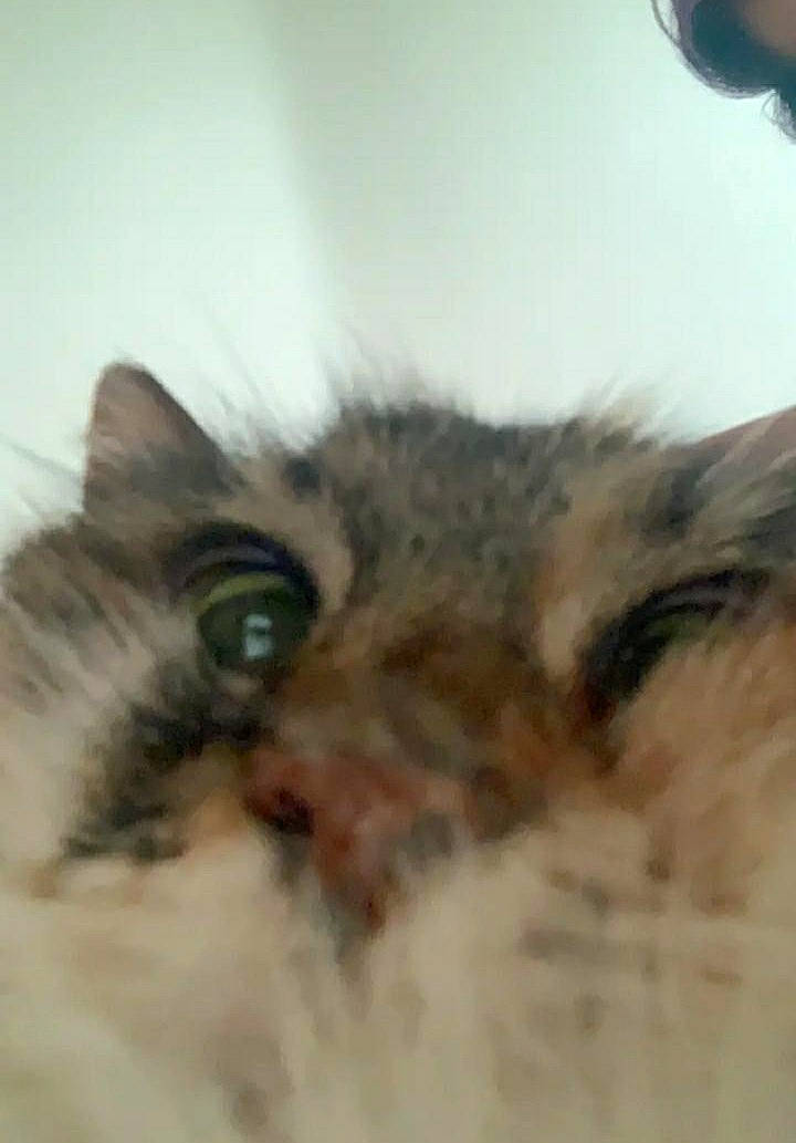 Kitty is registered to the contest to win money with this photo: carnivore, cat, domestic_short_haired_cat, felidae, fur, macro_photography, maine_coon, natural_material, plant, small_to_medium_sized_cats, snout, terrestrial_animal, whiskers, wildlife