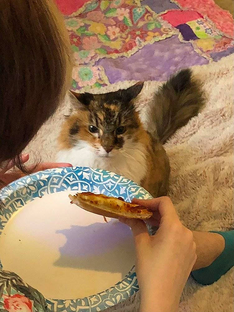 Kitty joined the competition — help win amazing prizes! abdomen, brown_hair, carnivore, cat, child, claw, domestic_short_haired_cat, fawn, felidae, fur, hand, human_leg, nail, pattern, paw, reptile, small_to_medium_sized_cats, vertebrate, whiskers