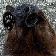 Kitty is registered to the contest to win money with this photo: cat, black_cat, paw, fur, animal, pet, lying_down, outdoor, concrete, close_up, cute, whiskers, relaxed, feline, mammal, soft, fluffy, resting, playful, adorable