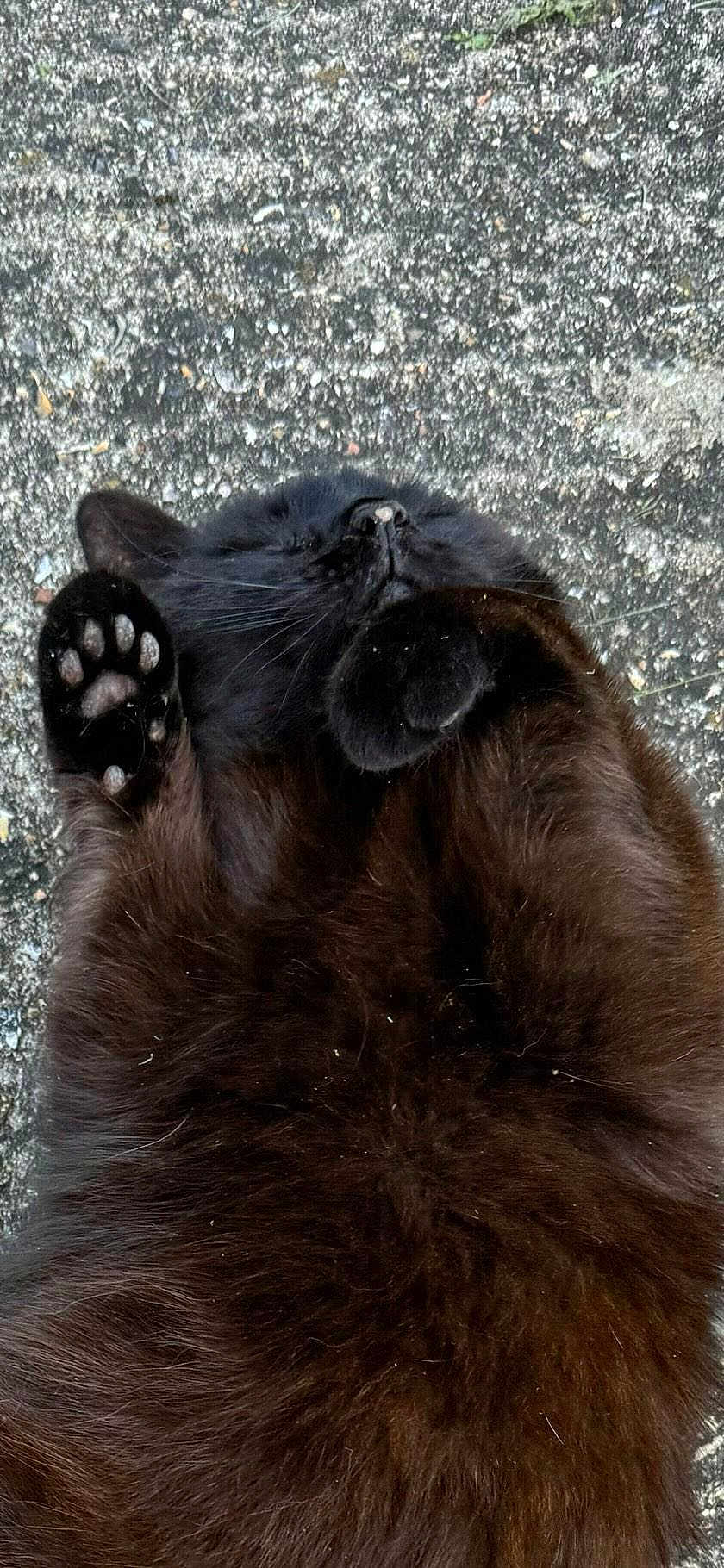 Kitty