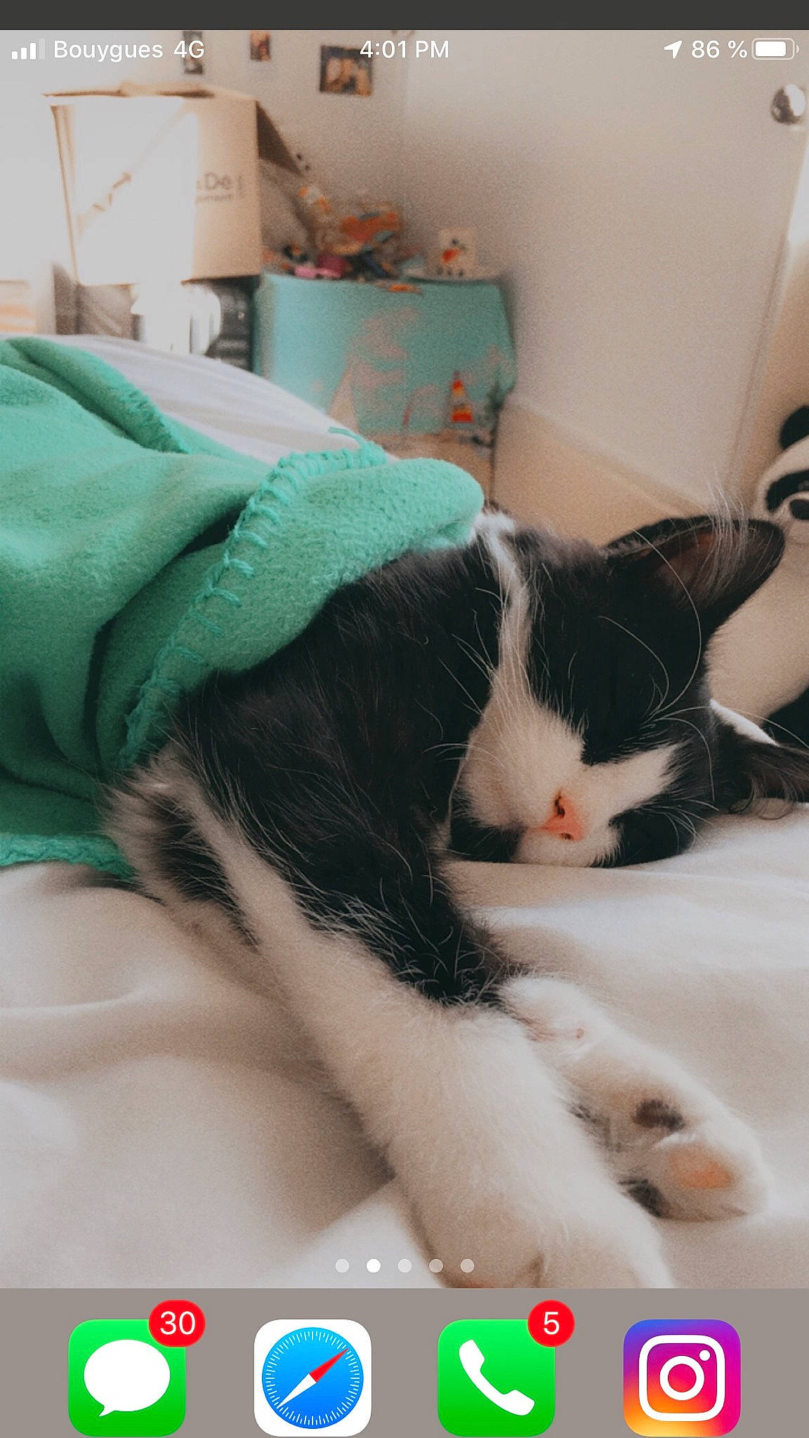 Kit Kat participe au concours pour gagner de l'argent avec cette photo : black_hair, carnivore, cat, domestic_short_haired_cat, felidae, kitten, photo_caption, small_to_medium_sized_cats, whiskers