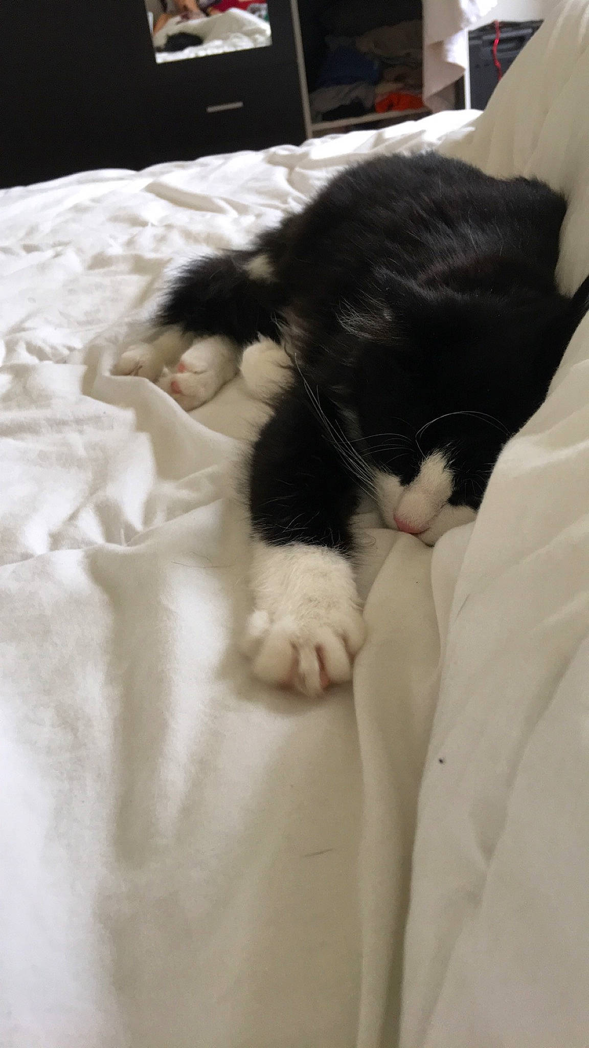 Kit Kat participe au concours pour gagner de l'argent avec cette photo : black, black_and_white, black_cat, canidae, carnivore, cat, claw, ear, felidae, fur, kitten, nap, norwegian_forest_cat, polydactyl_cat, sleep, small_to_medium_sized_cats, tail, whiskers