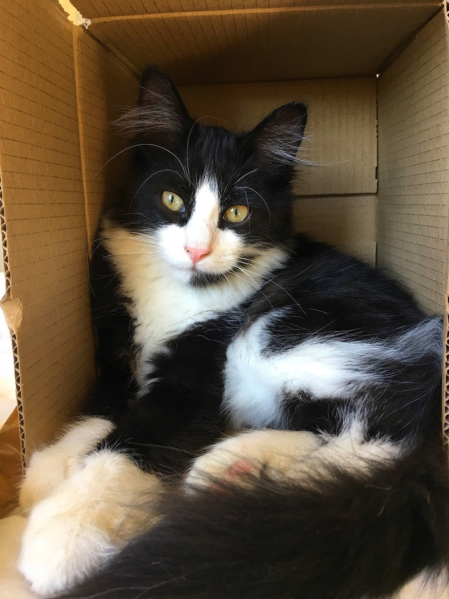 Kit Kat participe au concours pour gagner de l'argent avec cette photo : american_wirehair, black_and_white, carnivore, cat, domestic_long_haired_cat, domestic_short_haired_cat, felidae, fur, kitten, mammal, norwegian_forest_cat, polydactyl_cat, small_to_medium_sized_cats, tail, whiskers