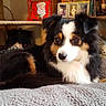 Hailey Hope Murphy is registered to the contest to win money with this photo: australian_shepherd, border_collie, carnivoran, companion_dog, dog, dog_breed, dog_breed_group, dog_like_mammal, miniature_australian_shepherd, shetland_sheepdog, snout