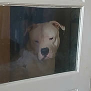 Voyou a rejoint le concours — aidez-le/la à gagner de superbes lots ! alone, animal, curious, dog, door, ears, expression, face, glass, home, indoor, looking, pet, quiet, reflection, snout, still, waiting, white_dog, window