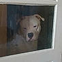alone, animal, curious, dog, door, ears, expression, face, glass, home, indoor, looking, pet, quiet, reflection, snout, still, waiting, white_dog, window
